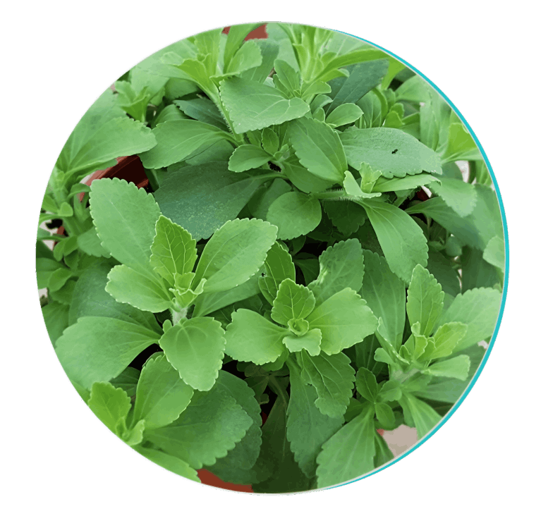 BioDentex